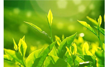 茶葉防偽溯源系統(tǒng)具有哪些優(yōu)勢(shì)價(jià)值？