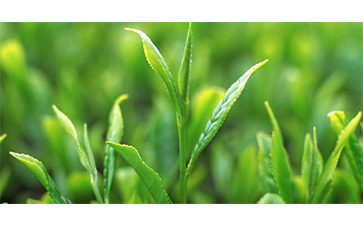 茶葉質(zhì)量追溯管理系統(tǒng)可以實現(xiàn)哪些功能?具有哪些優(yōu)點?