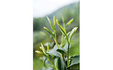 茶葉二維碼防偽標(biāo)簽可以帶來哪些優(yōu)勢(shì)價(jià)值已經(jīng)特點(diǎn)?